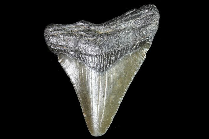 Juvenile Megalodon Tooth - Georgia #83620